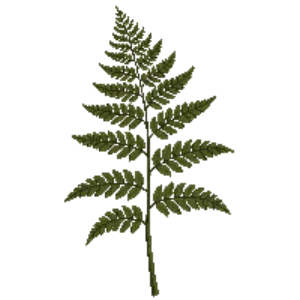 Illustration of Broad Buckler Fern