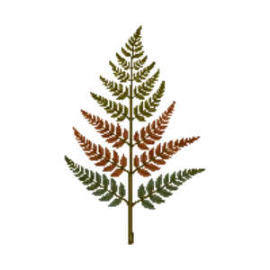 Illustration of Autumn Fern
