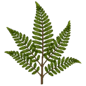 Illustration of Male Fern