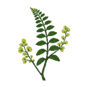 Illustration of Goldie's Wood Fern