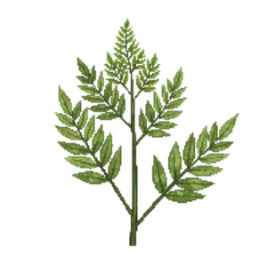 Illustration of Southern Wood Fern