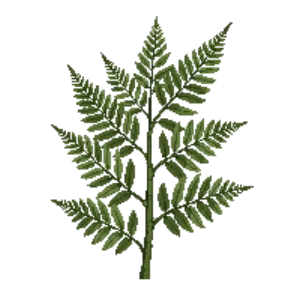 Illustration of Marginal Wood Fern
