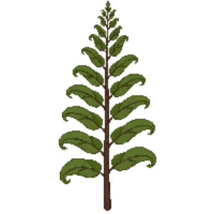 Illustration of Wallich's Wood Fern