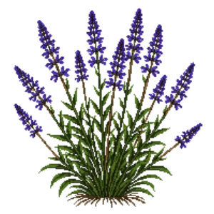 Illustration of Golden Dewdrop