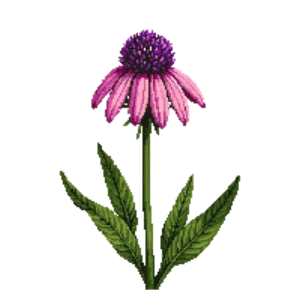 Illustration of Narrow-leaf Coneflower