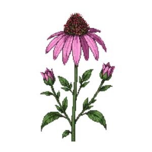 Illustration of Pale Purple Coneflower