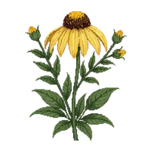 Illustration of Yellow Coneflower