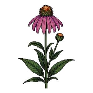 Illustration of Coneflower 'Cheyenne Spirit'