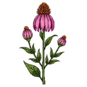 Illustration of Coneflower 'Magnus'