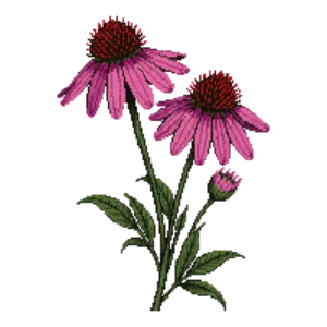 Illustration of Coneflower 'Pink Double Delight'