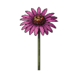 Illustration of Coneflower 'Pow Wow Wild Berry'