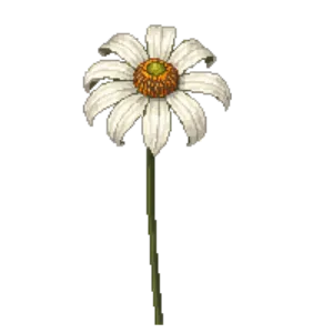 Illustration of Coneflower 'White Swan'