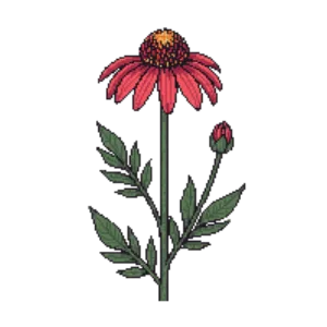 Illustration of Coneflower 'Sombrero Salsa Red'