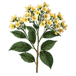 Illustration of Paperbush