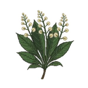 Illustration of Ebbing's silverberry