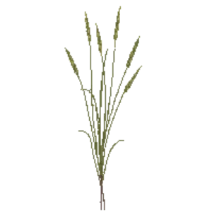 Illustration of Canada Wild Rye