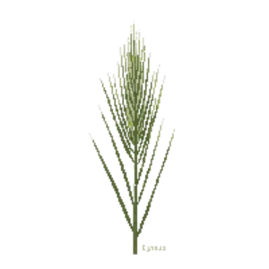 Illustration of Bottlebrush Grass