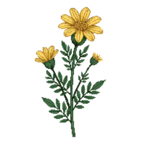 Illustration of California Brittlebush