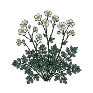 Illustration of False Rue Anemone