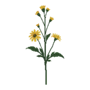 Illustration of Engelmann's Daisy