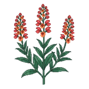 Illustration of California Fuchsia