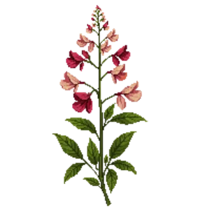 Illustration of Red barrenwort