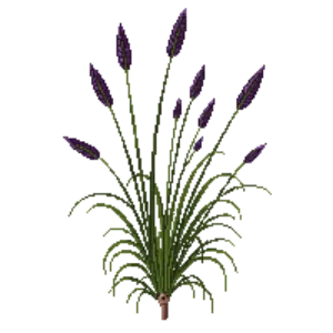 Illustration of Purple Love Grass