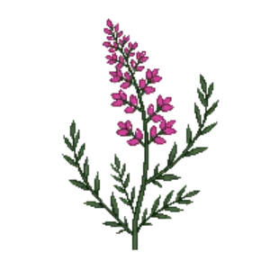 Illustration of Winter Heath