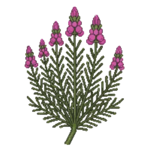 Illustration of Bell heather