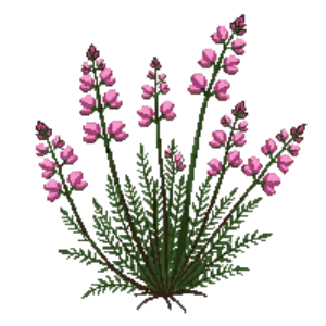 Illustration of Winter heather