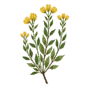 Illustration of Rubber Rabbitbrush