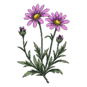Illustration of Seaside Daisy