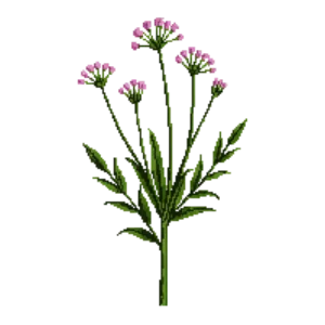 Illustration of Mexican Fleabane