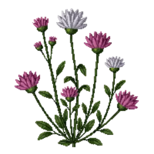 Illustration of California Buckwheat