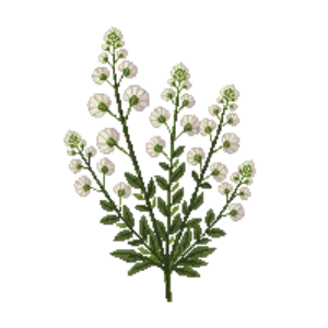 Illustration of St. Catherine's Lace