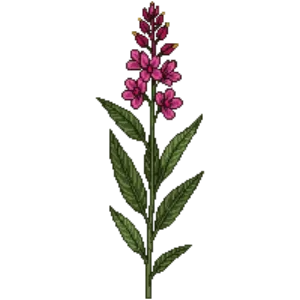 Illustration of Red Buckwheat