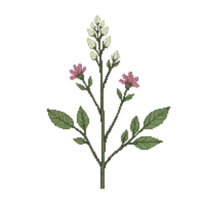 Illustration of Naked Buckwheat