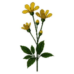 Illustration of Sulphur Buckwheat
