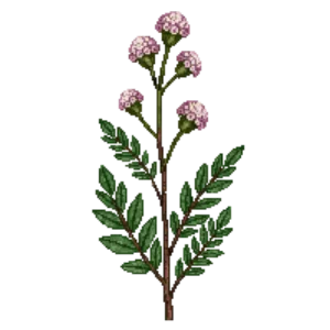 Illustration of Wright's Buckwheat