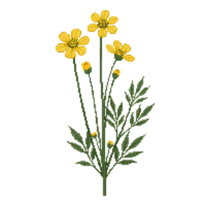 Illustration of Golden Yarrow