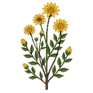 Illustration of Seaside Woolly Sunflower