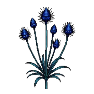Illustration of Sea Holly 'Big Blue'