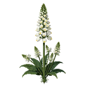 Illustration of Rattlesnake Master