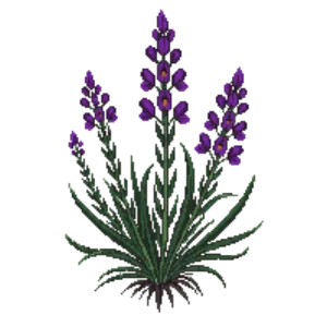 Illustration of Perennial Wallflower 'Bowles's Mauve'