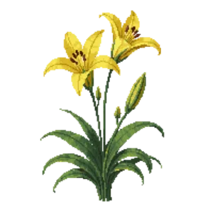 Illustration of Yellow Avalanche Lily