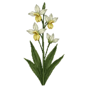 Illustration of Oregon Fawn Lily