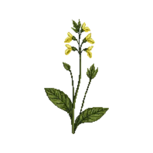 Illustration of Dog's Tooth Violet 'Pagoda'