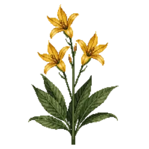 Illustration of Mexican Bird of Paradise