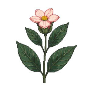 Illustration of Escallonia 'Apple Blossom'