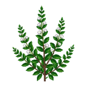 Illustration of Escallonia 'Iveyi'